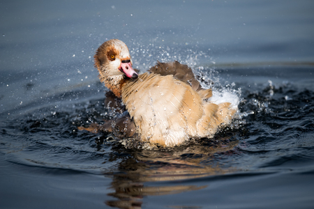 Duck splashing in water in the morning at Hyde Park, Londonの写真素材