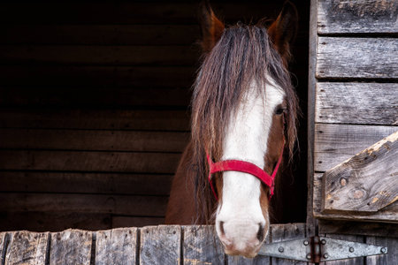 Head of a Clydesdale horse / Head shot of a Clydesdale horse inside is box with a red licolの写真素材