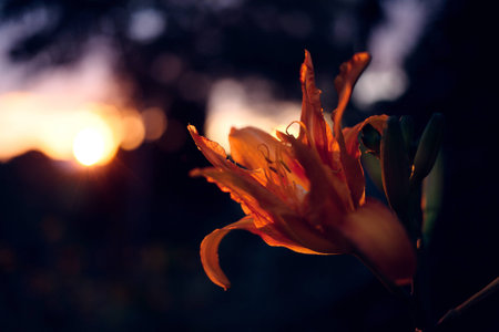 Lys flower at sunset / Lys Royal sunset taken on a blury sunset backgroundの写真素材