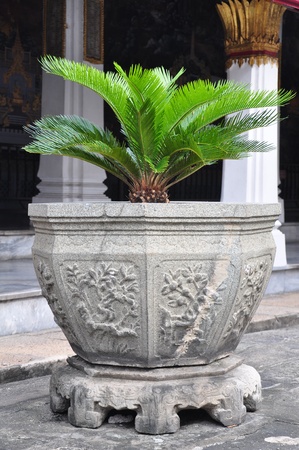 green plantの写真素材