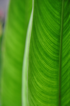 leaf textureの写真素材