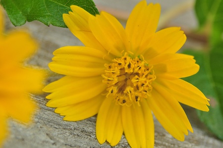 Yellow flower, Dailsy flower on the table cement.の写真素材