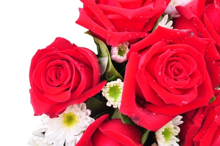 Beautiful red roses on a white background with space for copy  の写真素材