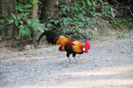Rooster