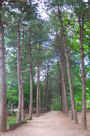 Nami IslandL, KOREA - JUNE 19-23 : The unidentified tourists are enjoy traveling to high mountain on JUNE 19-23, 2012 at Namsan Seoul Tower, Central Seoul, Korea.のeditorial素材