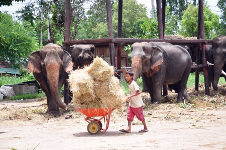 Boy having fun feeding an elephant in Ayutthaya, Thailandのeditorial素材