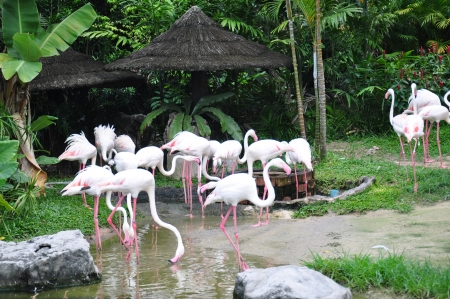 Beautiful flamingo is dringking in the lakeのeditorial素材