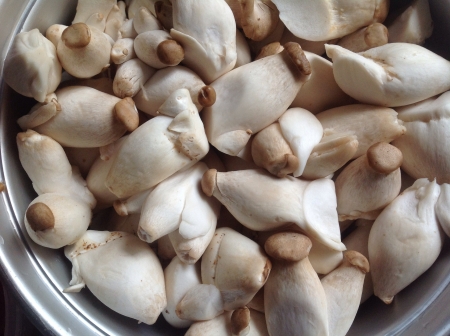 Mushroomの素材