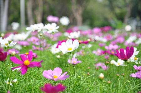 cosmos flower close up viewの写真素材