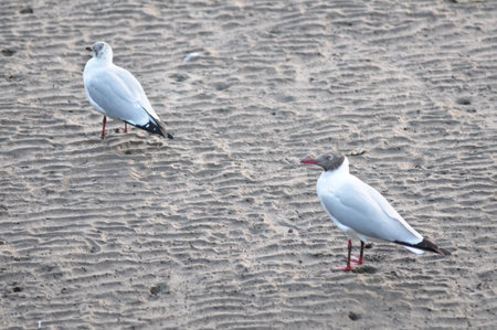 seagull
