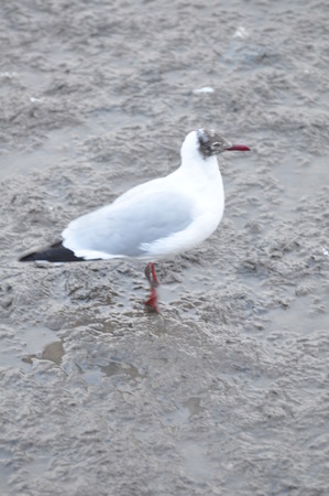 seagullの写真素材