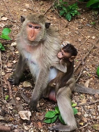 Monkeyの素材