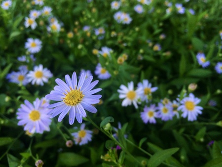 Close up of a flowerの素材
