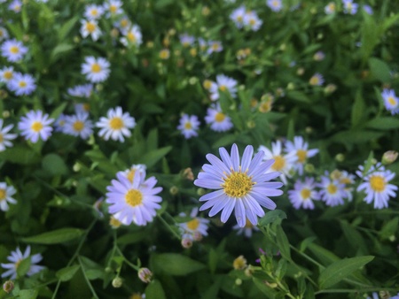 Close up of a flowerの素材