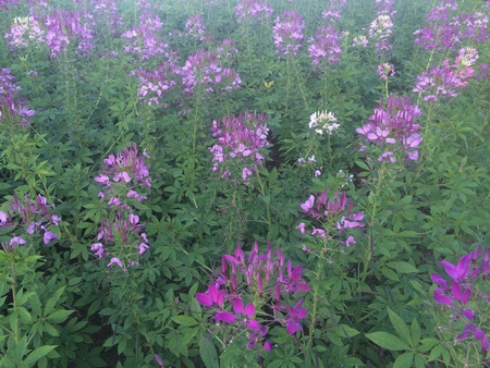 Close up of a flowerの素材