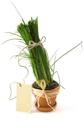 Green onion in pot with cardの写真素材