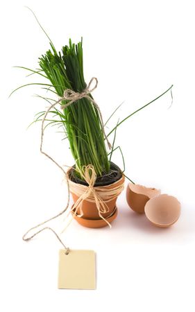 Green onion in pot with card and egg shellの写真素材