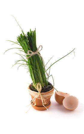 Green onion in pot with egg shellの写真素材