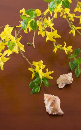 yellow flower with seashell on wooden boardの写真素材