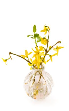 Yellow Flower in beautiful vase on whiteの写真素材