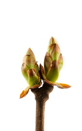 First spring growing leafs on whiteの写真素材