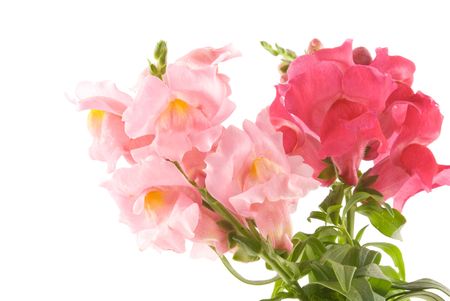 Summer flowers snapdragon on whiteの写真素材