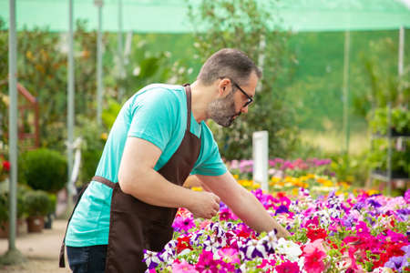 Grey-haired man working with plants in pot in greenhouse. Bearded professional gardener in black apron growing beautiful blooming flowers. Selective focus. Gardening activity and summer conceptの写真素材