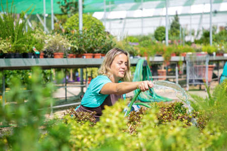 Blonde woman holding hose, squatting and watering plants. Caucasian female gardener wearing blue...