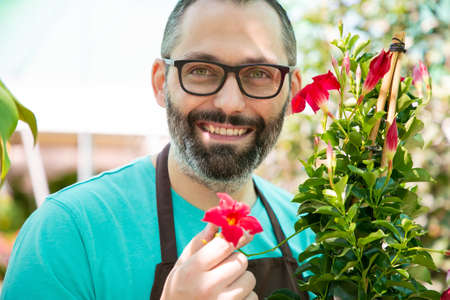 Happy professional male florist holding potted flowering plant, showing red flower, standing and...