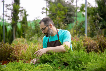 Thoughtful middle-aged gardener looking at evergreen plants. Gray-haired man in eyeglasses wearing...
