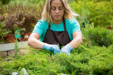 Serious female gardener growing thujas in pots. Blonde woman wearing blue shirt, gloves and apron working with evergreen plants in greenhouse. Commercial gardening activity and summer conceptの写真素材
