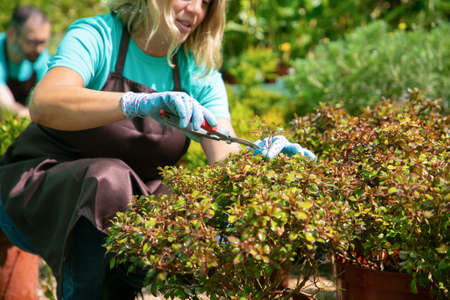 Female gardener cutting plants with pruner in greenhouse. Woman working in garden. Cropped shot. Gardening job conceptの写真素材