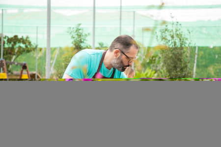 Grey-haired man caring of colorful floral plants. Thoughtful bearded gardener in eyeglasses arranging potted petunia for market and wearing greenhouse uniform. Commercial gardening and summer conceptの写真素材