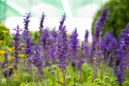 Beautiful lavender flowers growing in greenhouse. Pretty violet floral plants in conservatory or hothouse. Selective focus. Commercial gardening and summer greenery conceptの写真素材
