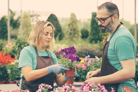 Two gardeners in aprons growing petunias in greenhouse. Professional serious garden workers taking care of pretty flowers. Blonde woman holding pot in greenhouse. Gardening activity and summer conceptの写真素材