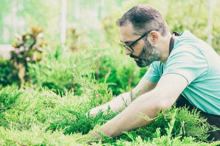 Serious male gardener growing thujas in pots. Grey-haired man in glasses wearing blue shirt and apron working with evergreen plants in greenhouse. Commercial gardening activity and summer conceptの写真素材