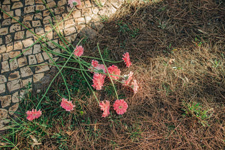 Close-up of scattered flowers on dry grass. Pink daisies on ground. Summer background, copy space. Summertime conceptの写真素材