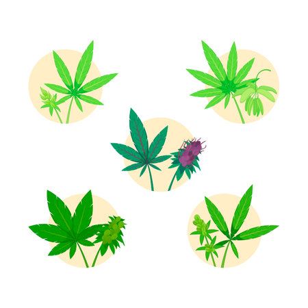 Vector icon set different marijuana leaves. Cannabis flat illustrations. Medical use of marijuana conceptのイラスト素材