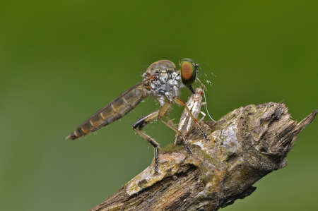 Robber Fly With Prey