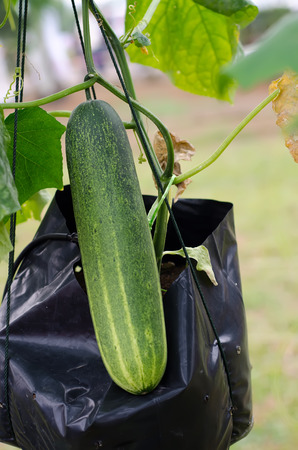 close-up cucumber grow on vine in a vegetable garden.の写真素材