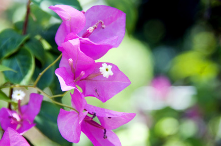 Pink Bougainvillea,tropical flower in sunny day 