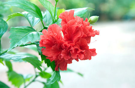Red Hibiscus Flower,Tropical Flower の写真素材
