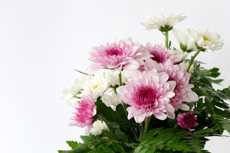 White and pink daisy bouquet on white background, fresh flowerの写真素材