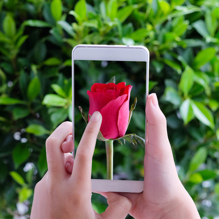 Hand touching smart phone with red rose on screen over green leaves background, valentine's day conceptの写真素材