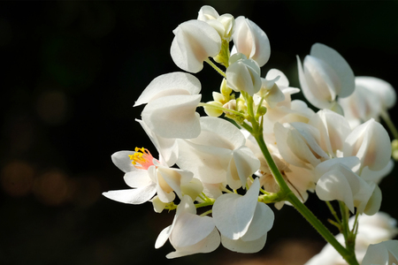 White mexican coral vine; Confederate vine; Coral vine; Mexican creeper; Queen's jewels; Queen's wreath Corallita, Hearts on a Chain, Honolulu Creeper Mountan, flower on dark background, closeupの写真素材