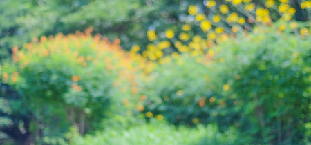 Blur park with bokeh light background, nature, garden, spring and summer seasonの写真素材