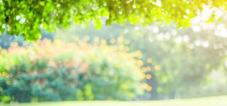 Blurred park with bokeh light, nature background, fall, autumn seasonの写真素材