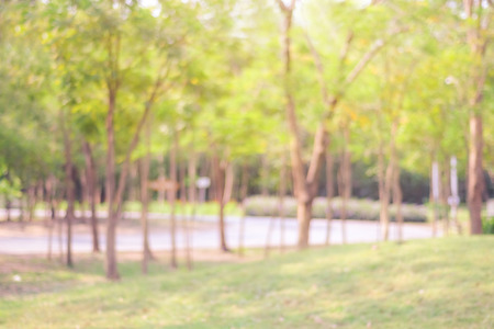 Blur park with bokeh light background, nature, garden, golden light, twilightの写真素材