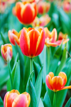 Tulip flower background, Colorful tulips meadow nature in spring, close up の写真素材