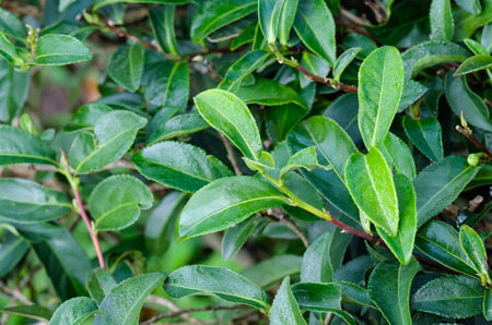 Fresh green tea bud and leaves closeup, Tea plantation field, nature backgroundの写真素材